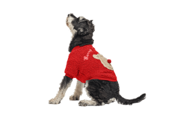 Manteau de Noël Boutonné pour Chiens Manteau de Noël rouge pour chien avec boutons, design ours en peluche au dos, lavable, pour l'hiver et l'automne.