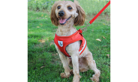 Gilet Harnais Réfléchissant pour Chien avec Laisse Harnais réfléchissant rouge pour chien avec laisse assortie, tissu léger et respirant pour plus de confort.