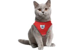 Reflective Cat Harness Vest with Matching Leash Red reflective cat harness vest with a matching leash, practical, includes breathable mesh fabric and a 120 cm long leash.