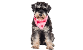 Printed Love Dog Bandana Pink dog bandana with 'LOVE' text, red hearts, and kiss marks, perfect for Valentine's day, lightweight and breathable.