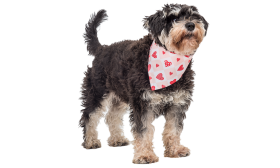 Printed Heart Dog Bandana Printed heart dog bandana for dogs, with pink and white checkered design with red heart patterns, hand washable.