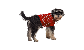 Printed Heart Sweater for Dogs Dog wearing a cosy red sweater with white heart patterns, machine and hand washable for eacy maintenance.