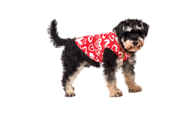 Dog Vest for Valentine's day Pup Outfit Dog wearing a red Valentine's Day-themed small vest with red and white heart, machine and hand washable for easy cleaning.