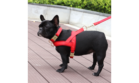 Dog Harness Kit with Collar and Leash Red dog harness kit with matching collar and leash, lightweight, durable and long-lasting, stylish and coordinated look
