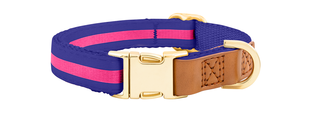 Collier pour Chien avec Boucle Collier chien bleu avec boucle métal dorée ajustable, 33-55 cm x 2 cm, avec anneau en D pour attacher la laisse.