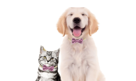 Sparkling Party Bow Tie Collar for Cats & Small Dogs Sparkling Party Bow Tie Collar for Cats & Small Dogs