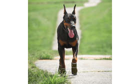 360° Reflective Safety Dog Shoes - Waterproof & Anti-Slip Paw Protection Dog Boot 360° Reflective Safety Dog Shoes - Waterproof & Anti-Slip Paw Protection Dog Boot
