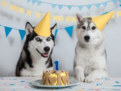 5 Personalized Pet Gifts for Dog and Cat Lovers—And Why They’re Perfect