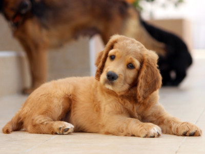 Quiz noms de chiens : quel est le nom idéal pour votre chiot ?