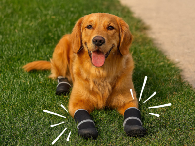 Comment choisir les meilleures chaussures pour chien pour vos balades