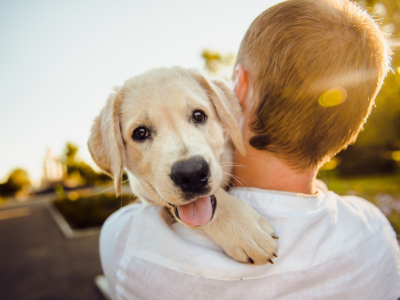 Nom de chien : les meilleurs prénoms pour chaque race de chiot