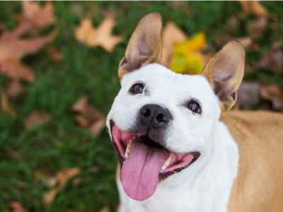 Les accessoires indispensables pour un chien stylé cet automne